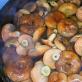 Кулинарные секреты, как мариновать грибы рыжики на зиму в банках – самый вкусный и простой пошаговый рецепт